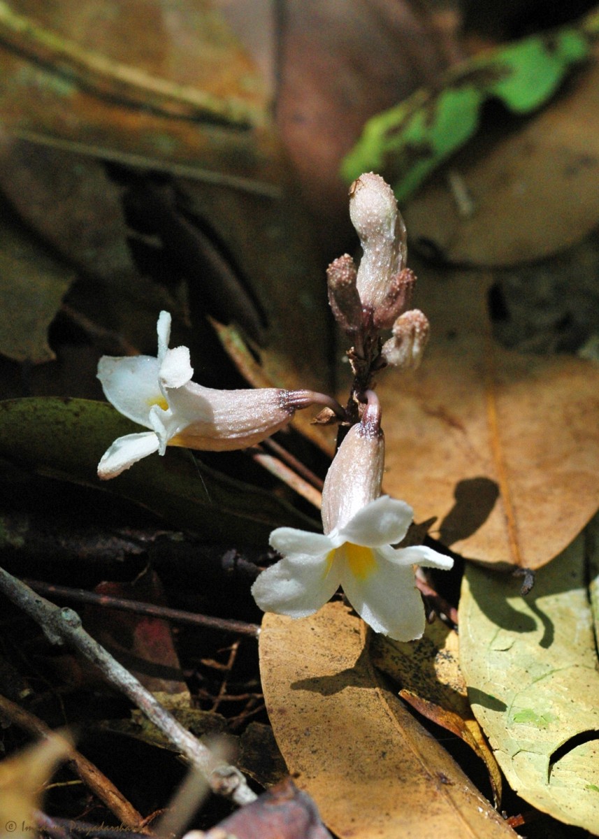 Gastrodia gunatillekeorum